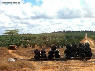 kenia-042 kenia 042