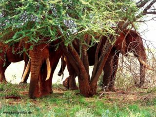 kenia 060