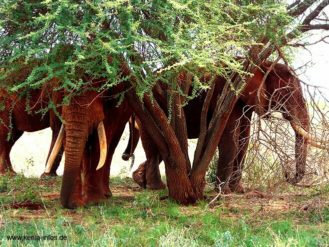 kenia-060 kenia 060