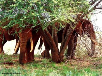 kenia 060