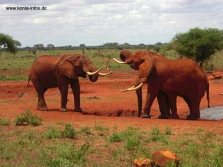 kenia 062