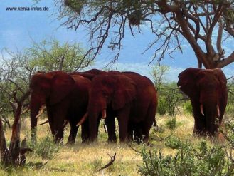 kenia 071