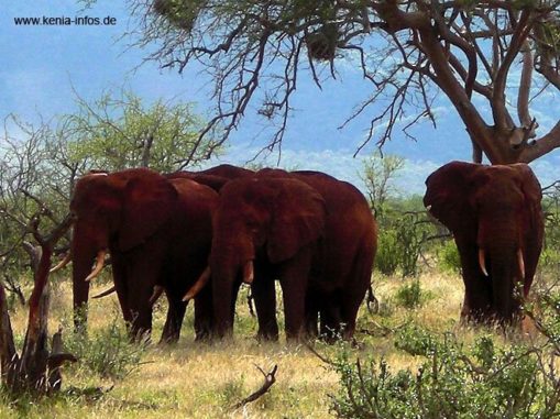 kenia 071