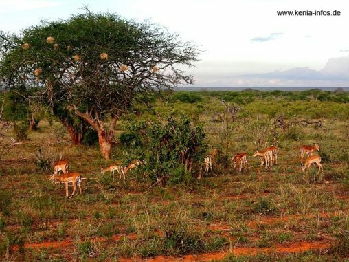 kenia 073