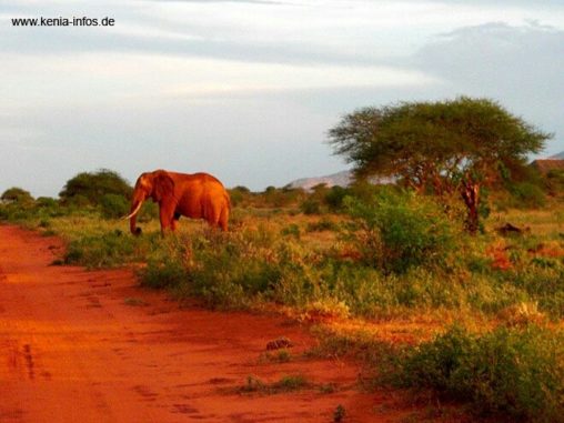 kenia 077